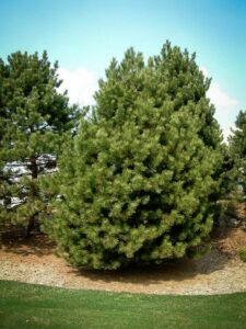 Сосна Чёрная (Pinus Nigra) купить по цене от 270.00р. в интернет-магазине «Посадика» с доставкой почтой в в Николаевске и по всей России – [изображение №1].