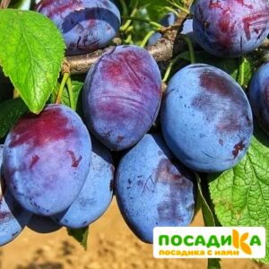 Слива Чачакская ранняя купить по цене от 229.00р. в интернет-магазине «Посадика» с доставкой почтой в в Николаевске и по всей России – [изображение №1].