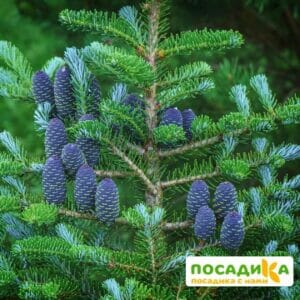 Пихта корейская (Abies koreana) купить по цене от 450.00р. в интернет-магазине «Посадика» с доставкой почтой в в Николаевске и по всей России – [изображение №1].