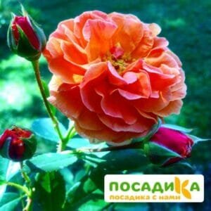 Роза Арабия купить по цене от 350.00р. в интернет-магазине «Посадика» с доставкой почтой в в Николаевске и по всей России – [изображение №1].