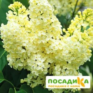 Сирень Примроуз (Primrose) купить по цене от 529.00р. в интернет-магазине «Посадика» с доставкой почтой в в Николаевске и по всей России – [изображение №1].