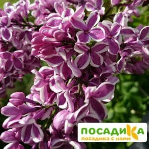 Сирень Сенсация купить по цене от 529.00р. в интернет-магазине «Посадика» с доставкой почтой в в Николаевске и по всей России – [изображение №1].