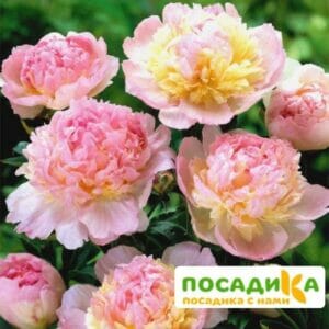 Пион Распберри Сандей (Paeonia Raspberry Sundae) купить по цене от 959р. в интернет-магазине «Посадика» с доставкой почтой в в Николаевске и по всей России – [изображение №1].