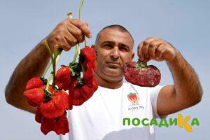 Клубника Гигант Джорнея купить по цене от 266р. в интернет-магазине «Посадика» с доставкой почтой в в Николаевске и по всей России – [изображение №1].