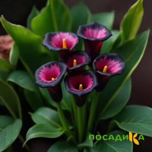 Калла Аура Лейс купить по цене от 400р. в интернет-магазине «Посадика» с доставкой почтой в в Николаевске и по всей России – [изображение №1].
