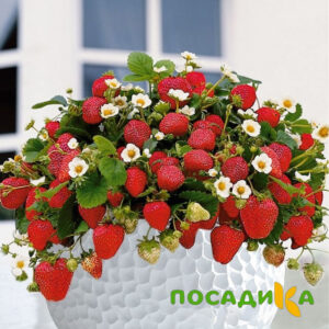 Клубника Рубиновый Шепот (горшечная) купить по цене от 240р. в интернет-магазине «Посадика» с доставкой почтой в в Николаевске и по всей России – [изображение №1].