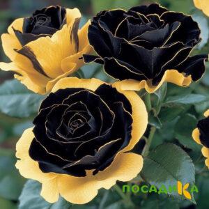 Роза Ханни Сикл купить по цене от 700р. в интернет-магазине «Посадика» с доставкой почтой в в Николаевске и по всей России – [изображение №1].