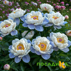 Пион акварельный Этюд купить по цене от 806р. в интернет-магазине «Посадика» с доставкой почтой в в Николаевске и по всей России – [изображение №1].