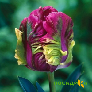 Тюльпан Экзотик Хэвен купить по цене от 186р. в интернет-магазине «Посадика» с доставкой почтой в в Николаевске и по всей России – [изображение №1].