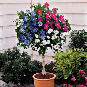 Гибискус-Дерево Триколор купить по цене от 289р. в интернет-магазине «Посадика» с доставкой почтой в в Николаевске и по всей России – [изображение №1].