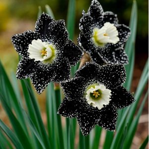 Нарцисс Кассата купить по цене от 372р. в интернет-магазине «Посадика» с доставкой почтой в в Николаевске и по всей России – [изображение №1].