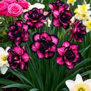 Нарцисс Золотая Корона купить по цене от 2000р. в интернет-магазине «Посадика» с доставкой почтой в в Николаевске и по всей России – [изображение №1].