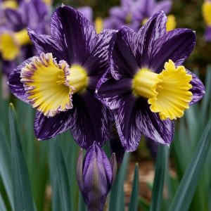 Нарцисс Акропоис купить по цене от 382р. в интернет-магазине «Посадика» с доставкой почтой в в Николаевске и по всей России – [изображение №1].