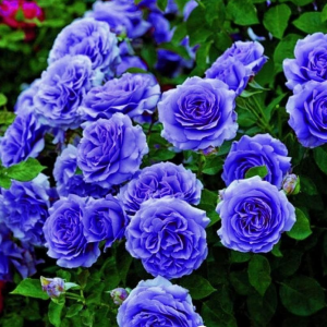 Роза Блю Мун купить по цене от 450р. в интернет-магазине «Посадика» с доставкой почтой в в Николаевске и по всей России – [изображение №1].