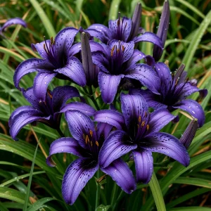 Лилейник Блю Айрис купить по цене от 324р. в интернет-магазине «Посадика» с доставкой почтой в в Николаевске и по всей России – [изображение №1].