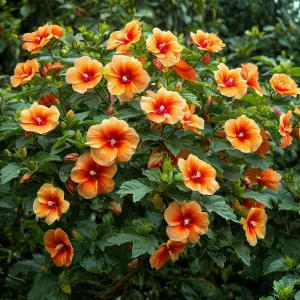 Гибискус Кристал Рэй купить по цене от 458р. в интернет-магазине «Посадика» с доставкой почтой в в Николаевске и по всей России – [изображение №1].