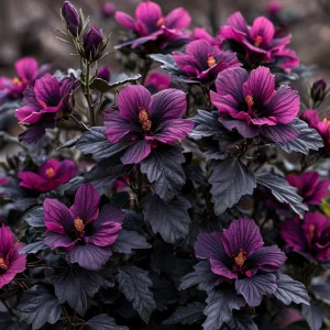 Гибискус Корал Чарм купить по цене от 271р. в интернет-магазине «Посадика» с доставкой почтой в в Николаевске и по всей России – [изображение №1].