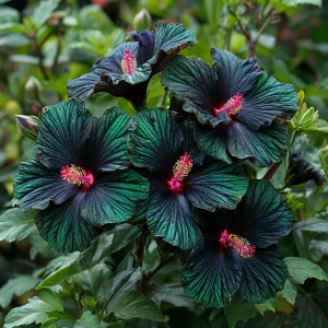 Гибискус Пикок Плюм купить по цене от 490р. в интернет-магазине «Посадика» с доставкой почтой в в Николаевске и по всей России – [изображение №1].