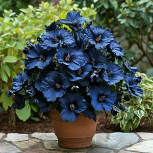 Гибискус Селестиал Флейм купить по цене от 326р. в интернет-магазине «Посадика» с доставкой почтой в в Николаевске и по всей России – [изображение №1].