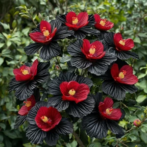 Гибискус Ройял Афеа купить по цене от 460р. в интернет-магазине «Посадика» с доставкой почтой в в Николаевске и по всей России – [изображение №1].