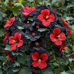 Гибискус Шиммеринг купить по цене от 720р. в интернет-магазине «Посадика» с доставкой почтой в в Николаевске и по всей России – [изображение №1].