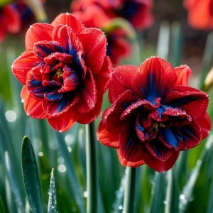 Нарцисс Эрличе купить по цене от 386р. в интернет-магазине «Посадика» с доставкой почтой в в Николаевске и по всей России – [изображение №1].